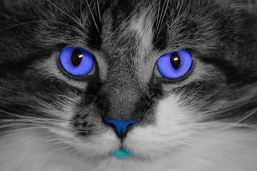 Blue Eye Kitty Photograph by Joan Han