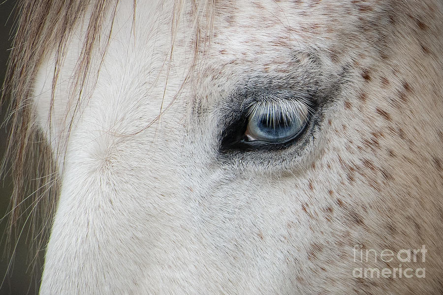Blue Eye Photograph by Lisa Manifold