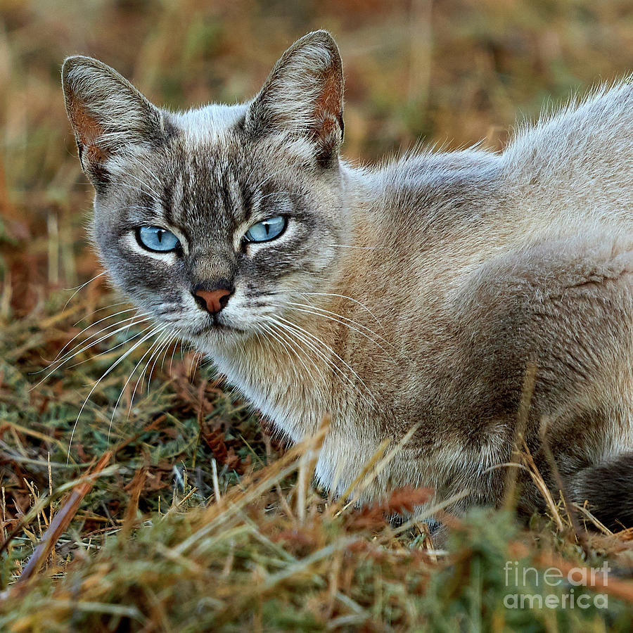 Blue-eyed Cat Looking into Your Eyes Photograph by Pablo Avanzini