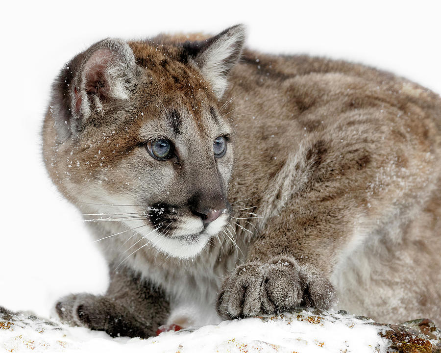 Blue Eyed Cougar Cub Photograph