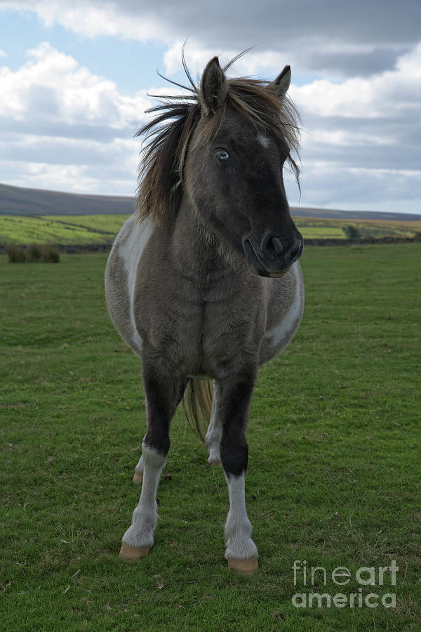 Blue Eyed Dartmoor Pony Photograph
