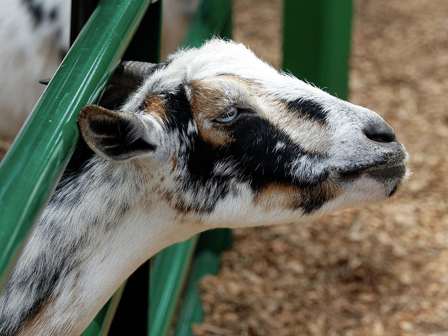 Blue Eyed Goat Photograph