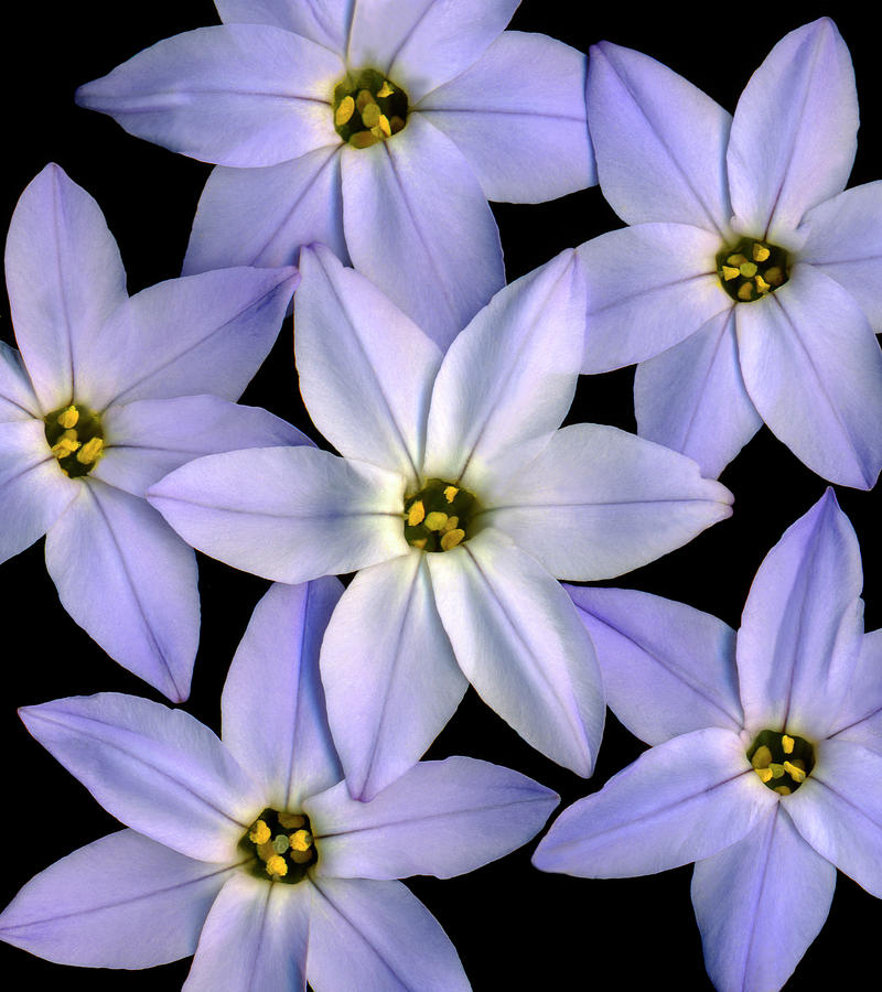 Blue Eyed Grass Sisyrinchium Photograph by John Grant