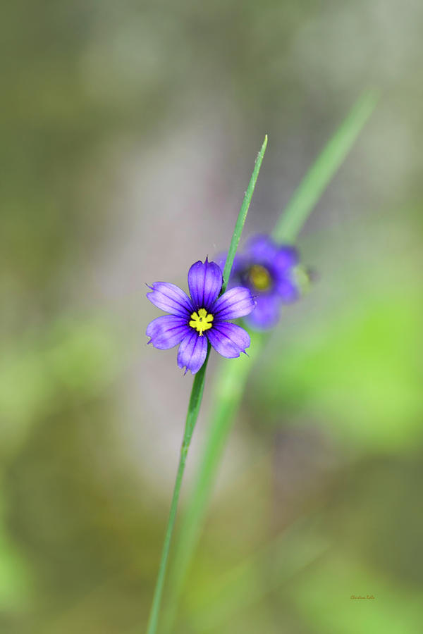 Blue Eyed Grass Wildflower Photograph by Christina Rollo