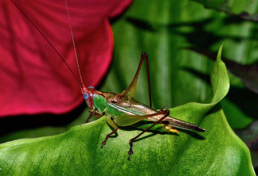 Grasshopper Photograph - Blue Eyed Grasshopper 025 by George Bostian