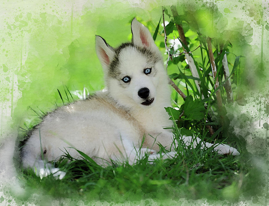 blue eyed husky puppy