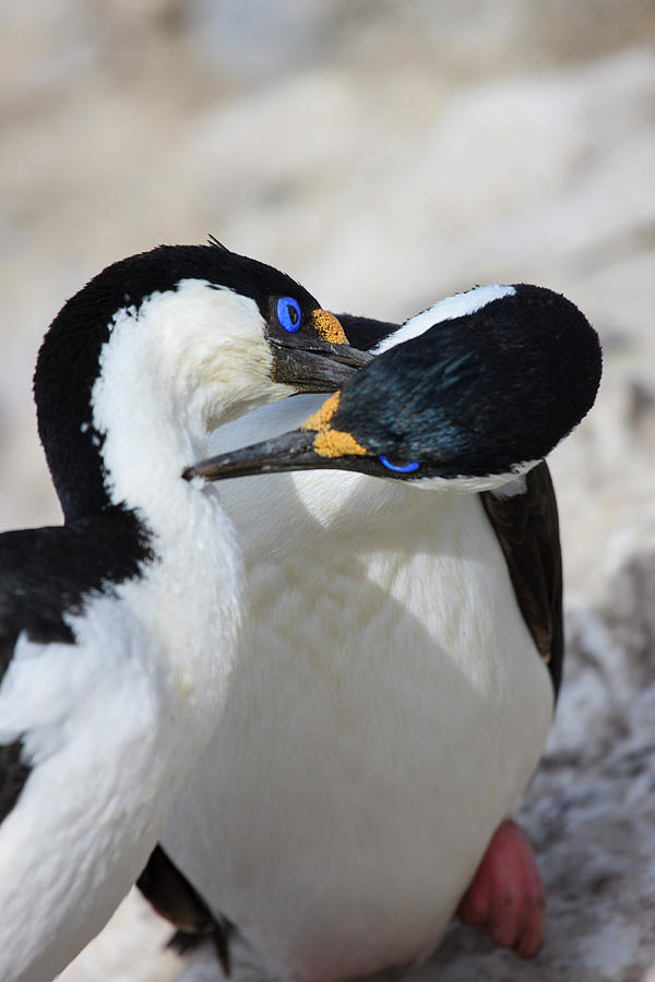 Blue-eyed Shag Family, Paulet Island Photograph By Tom Norring - Fine 