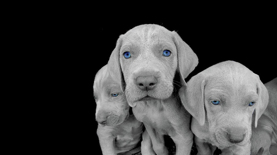 Blue-eyed Weimaraner Puppies Photograph