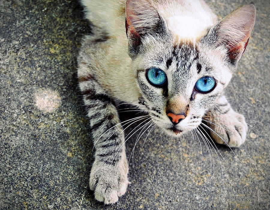 Blue Eyes Cat Photograph by Kamilla Pombs