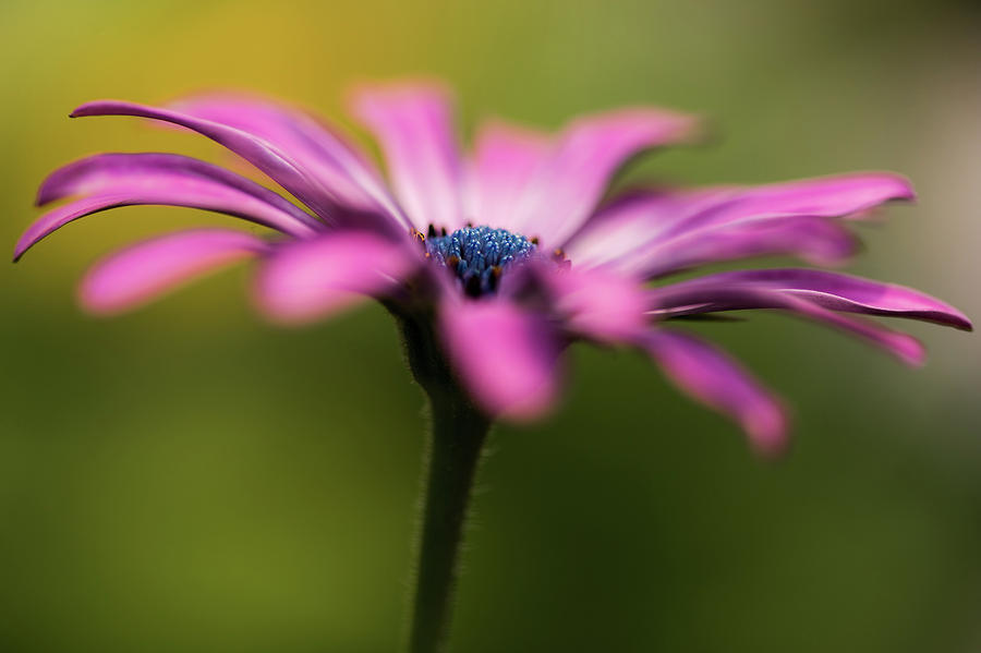 Blue Eyes Photograph by Danielle Cooper - Fine Art America