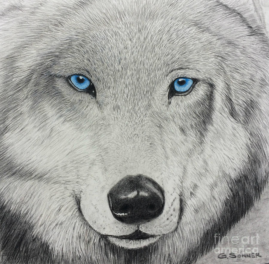 Black Wolf Blue Eyes Drawing