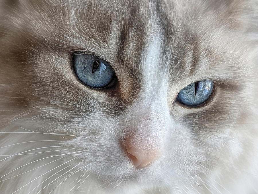 Animal Photograph - Blue Eyes by Lucie Gagnon