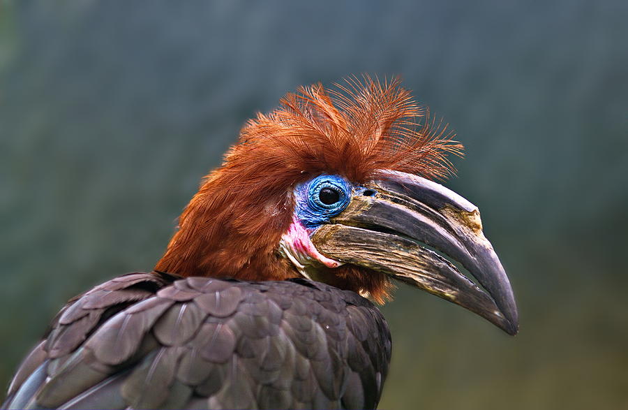 Hornbill Photograph - Blue Eyes, Red Hair ! by Hans Peter Rank