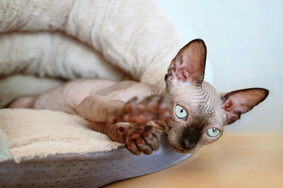 Blue Eyes Sphynx Kitten Lies In The Warm Plush Bed. Photograph by Cavan ...