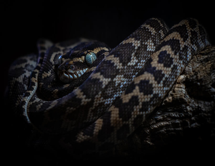 Python Photograph - Blue Eyes by Zina Heg