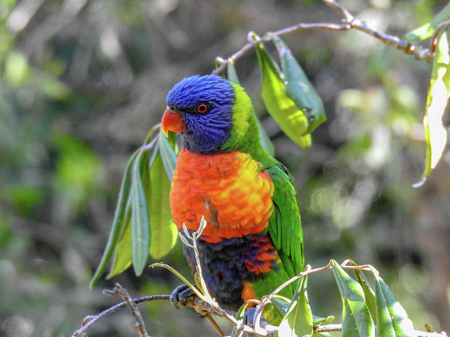 Very Colorful Lorikeet in Australia Photograph by Lisa Crawford | Fine ...