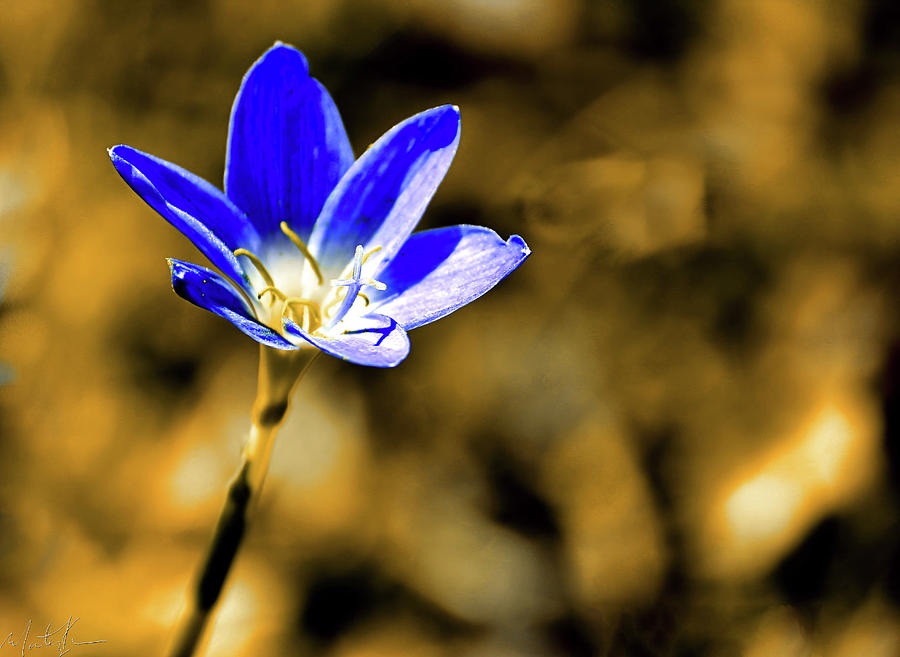 Blue Fairy Photograph by Montez Kerr