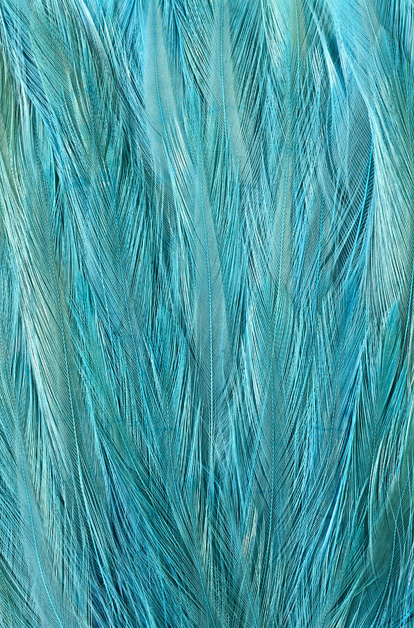 Blue Feathers Photograph by Siede Preis