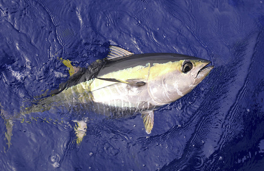 Blue Fin Tuna Photograph by David Shuler