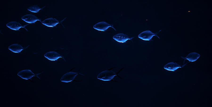 Blue Fish At Georgia Aquarium Photograph by Patrick Nowotny