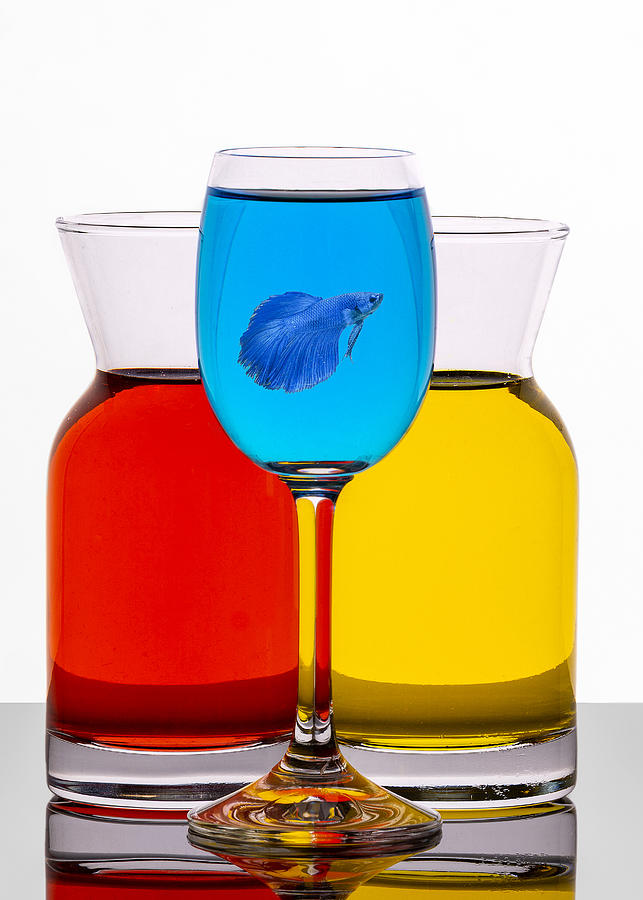 Cup Photograph - Blue Fish by Eyal Amer