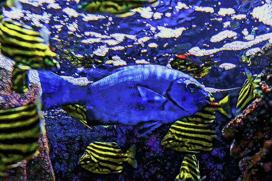 Blue Fish Photograph by Miroslava Jurcik