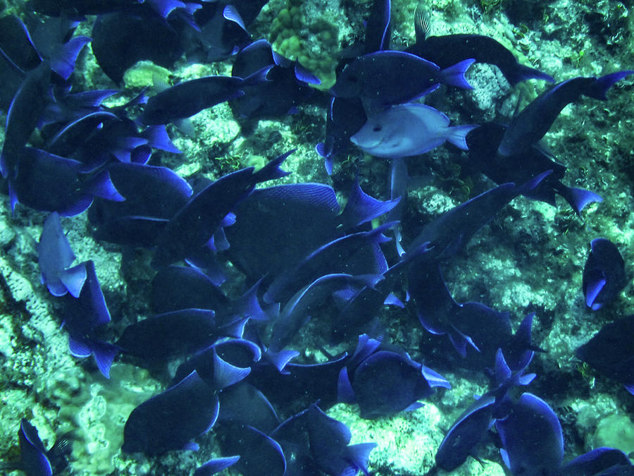 Blue Fish of the Caymans Photograph by Dan Podsobinski