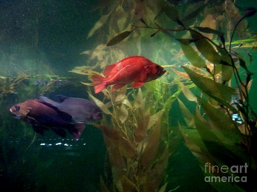 Blue Fish, Red Fish by Inscape Art Photography Blue Fish, Red Fish by Inscape Art Photography