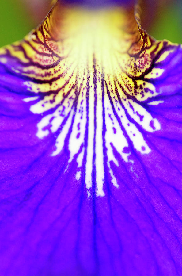 Blue Flag Iris Photograph by Joseph Devenney