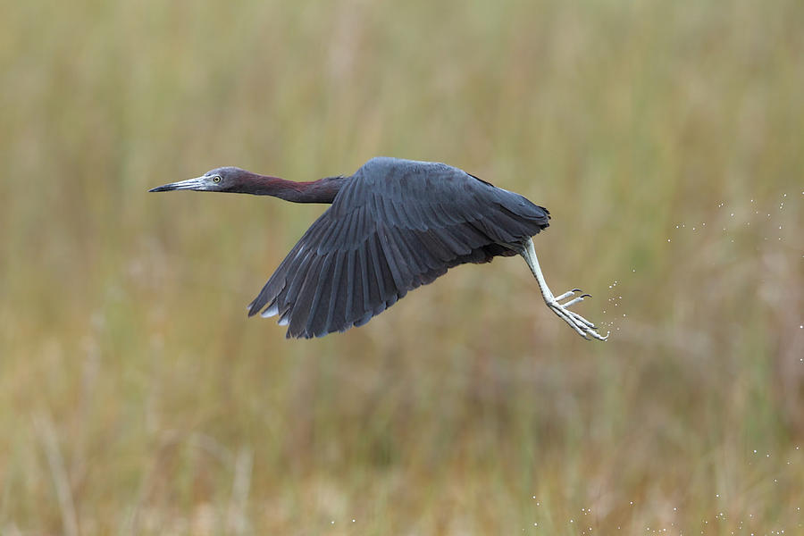 Heron Photograph - Blue Flight by Nicols Merino