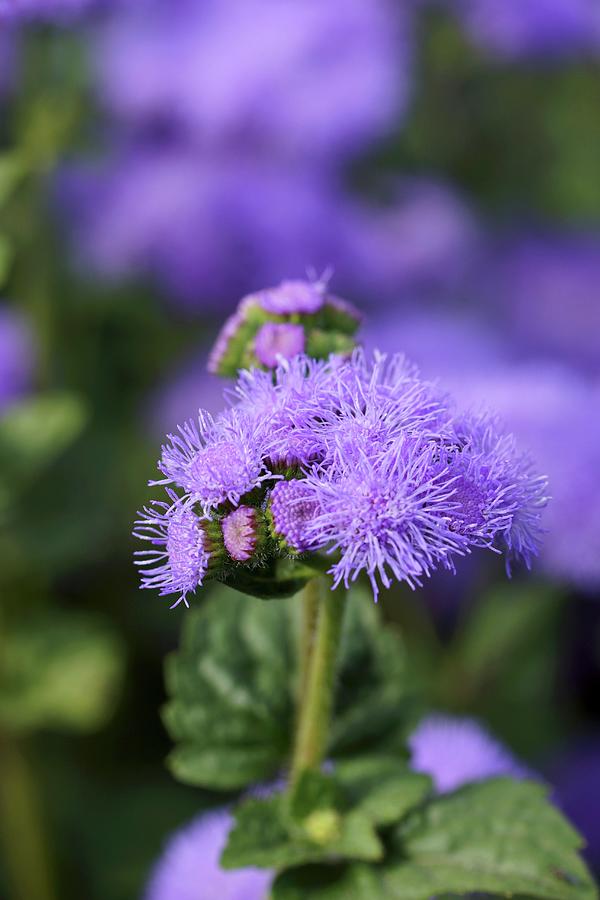 Blue Flossflower In Garden close-up Photograph by Angelica Linnhoff