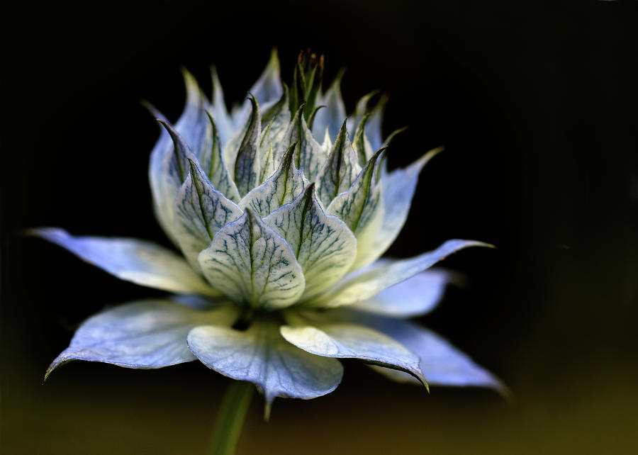 Flowers Still Life Photograph - Blue Flower by A J Withey