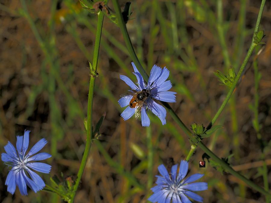 Blue Flower Bee Photograph by Richard Thomas