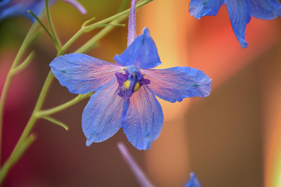 Blue Flower Photograph by Michelle Wittensoldner