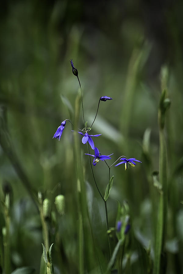 Landscape Photograph - Blue Flower by Nadine Henley