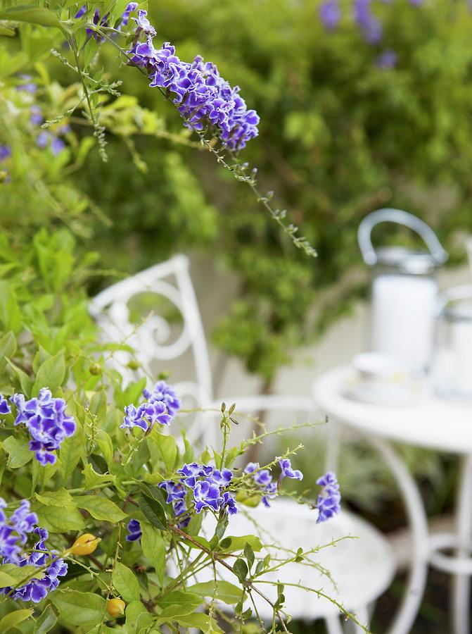 Blue-flowering Plant In Garden With White Garden Furniture In Background Photograph by Great Stock!