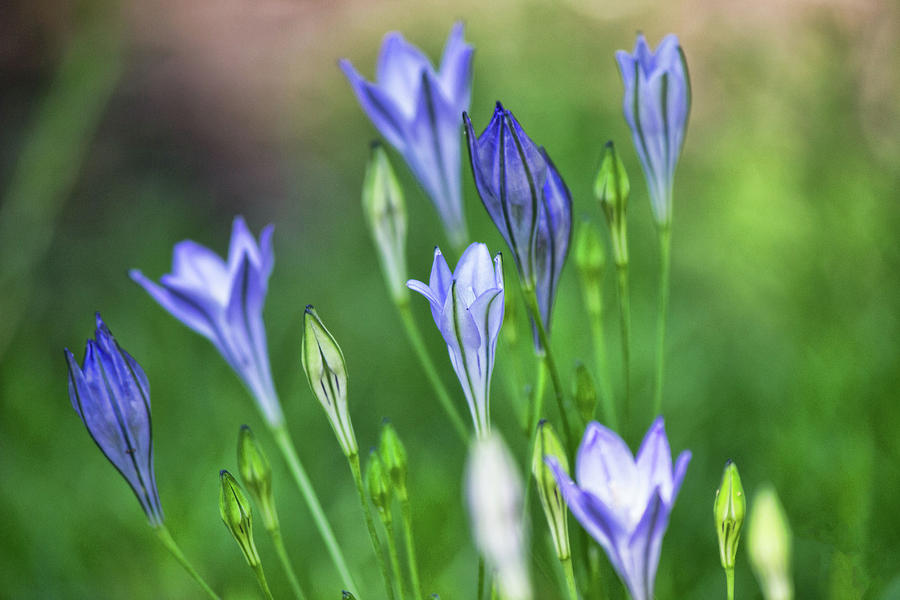 Blue Flowers by Angel Sharum Blue Flowers by Angel Sharum