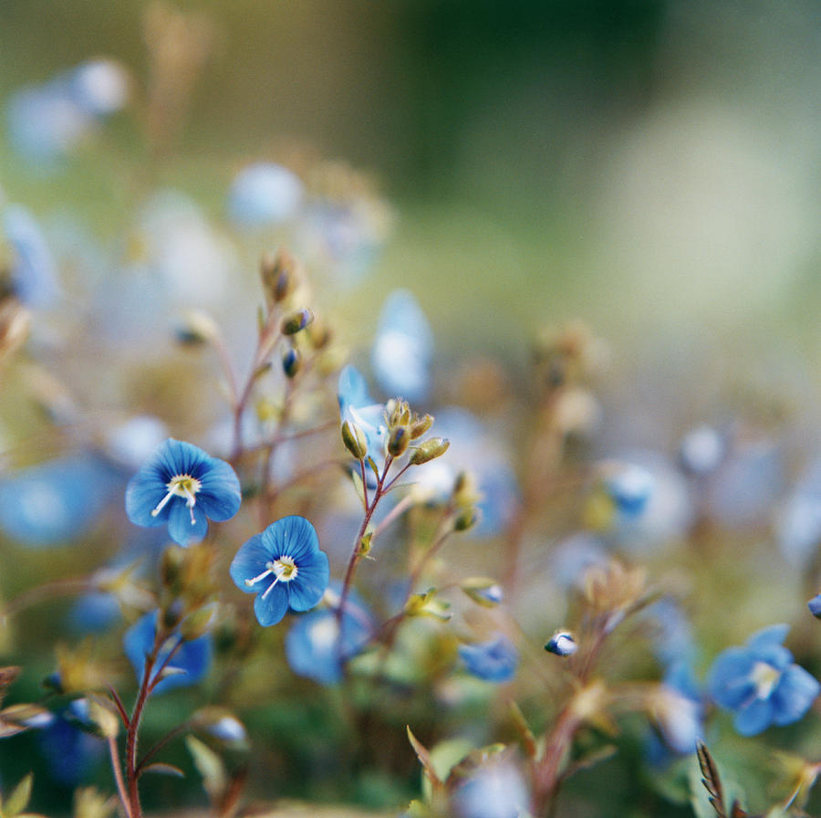 Blue Flowers Photograph by Charles Gullung