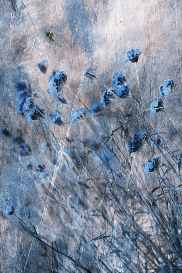 Impressionism Photograph - Blue Flowers by Delphine Devos