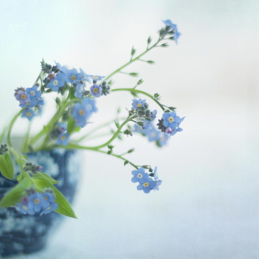 Blue Flowers Photograph by Jill Ferry