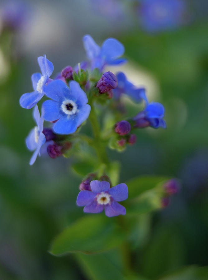 Blue Flowers Macro Photograph by Fred DeSousa