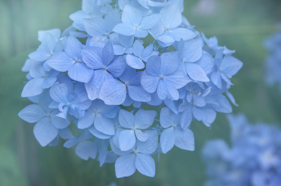 Blue Flowers of Hydrangea Macrophylla Photograph by Jenny Rainbow
