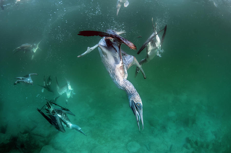 Blue Footed Boobies Fishing Underwater Photograph by Tui De Roy
