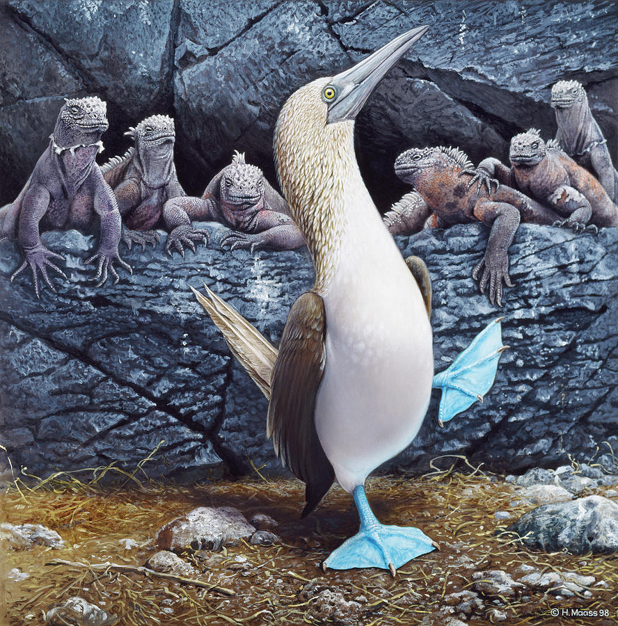 Blue Footed Boobies Painting by Harro Maass
