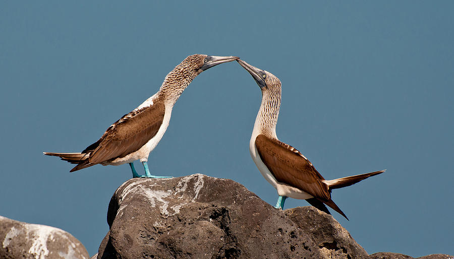 Blue-footed Boobies Photograph by Michael Lustbader