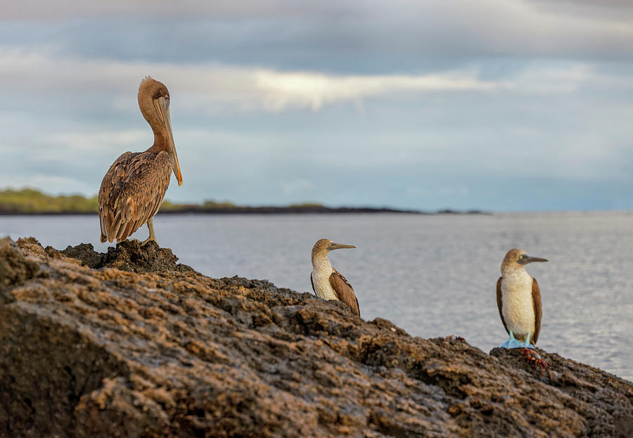 Blue-footed Booby And Brown Pelican Photograph By Adam Jones - Fine Art 