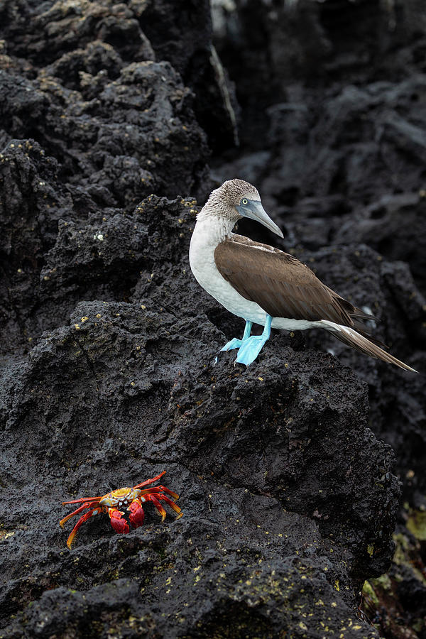 Blue Footed Booby And Crab Photograph by Suzi Eszterhas