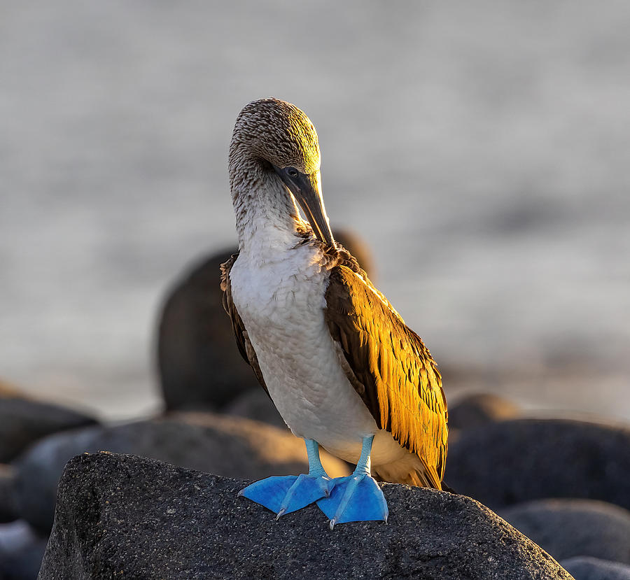 Blue Footed Booby At Sunset Photograph by Tu Qiang (john) Chen