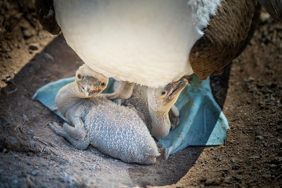 Blue-footed Booby Chicks In The Shade Photograph by Tui De Roy