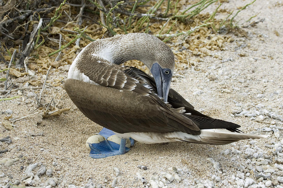 Blue Footed Booby Photograph by David Hosking